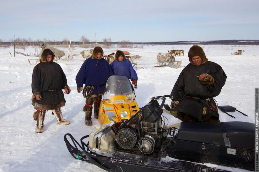 Ciervo corriendo. Yamal Ciervo corriendo. Yamal
