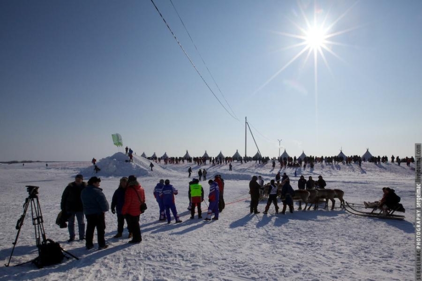 Ciervo corriendo. Yamal Ciervo corriendo. Yamal
