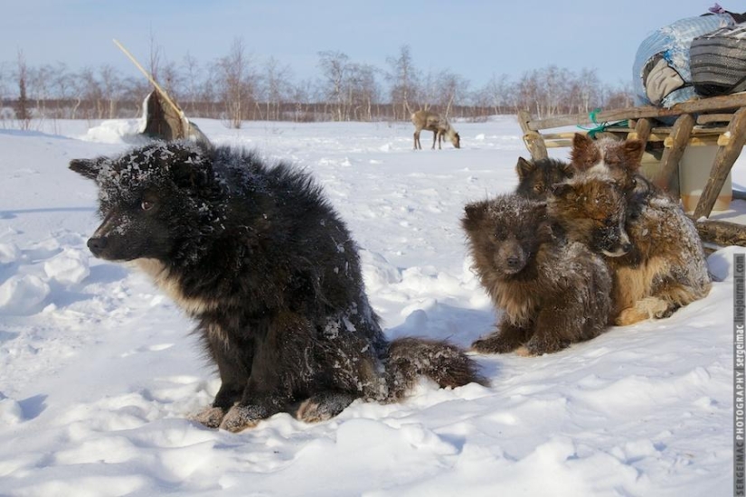 Ciervo corriendo. Yamal Ciervo corriendo. Yamal