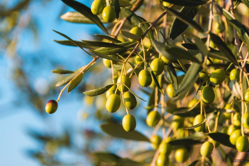 Cálido otoño en la Toscana Cálido otoño en la Toscana
