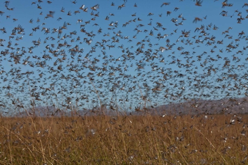 Cloud covered the sky: locust invasion in Dagestan, Crimea and other regions