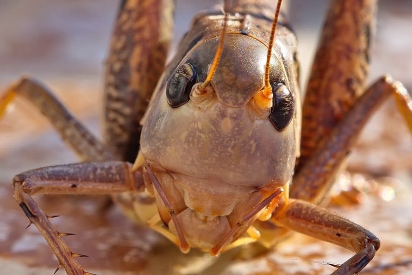 Cloud covered the sky: locust invasion in Dagestan, Crimea and other regions