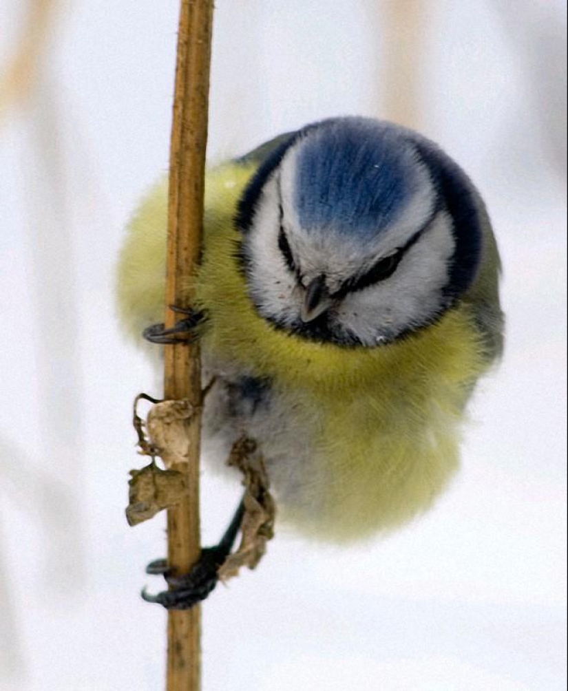 Cómo ayudar a las aves a pasar el invierno