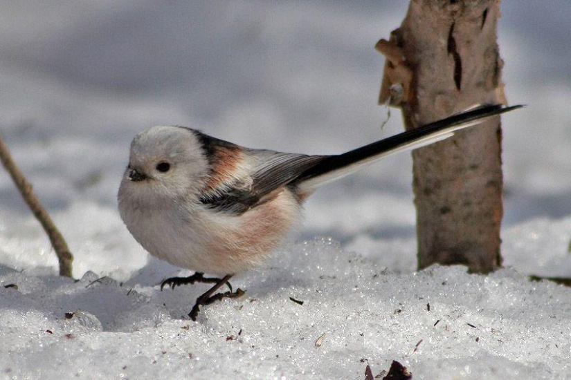 Cómo ayudar a las aves a pasar el invierno