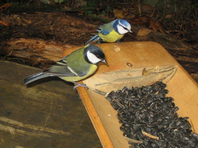 Cómo ayudar a las aves a pasar el invierno