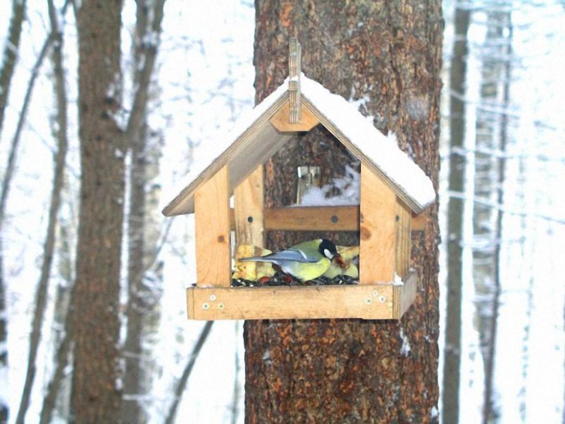 Cómo ayudar a las aves a pasar el invierno