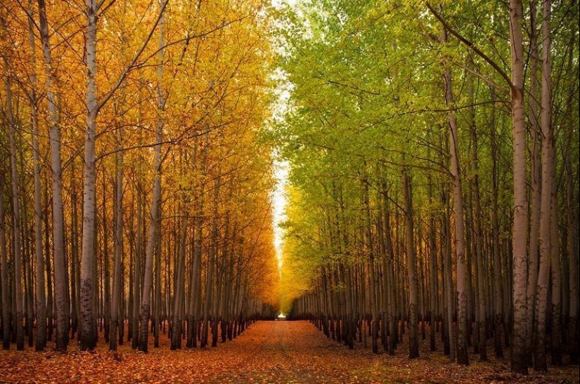 Cómo es una pintoresca granja forestal en Oregón