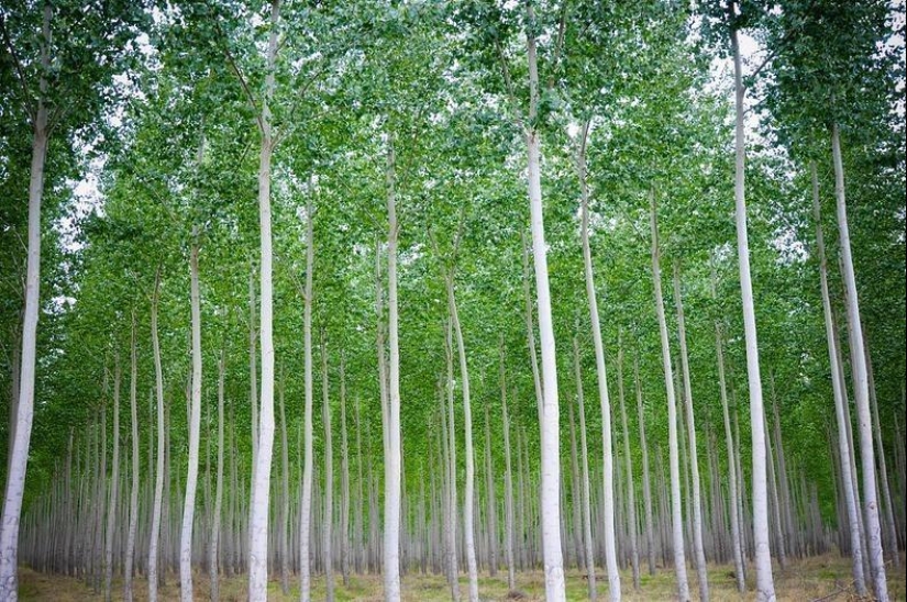 Cómo es una pintoresca granja forestal en Oregón