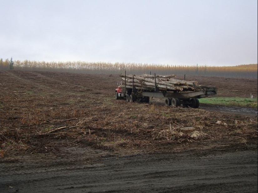 Cómo es una pintoresca granja forestal en Oregón