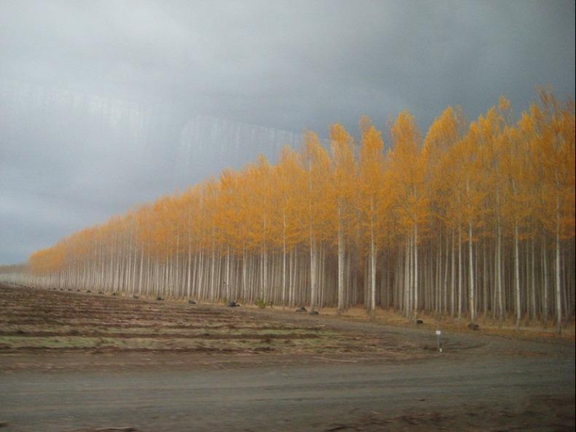 Cómo es una pintoresca granja forestal en Oregón