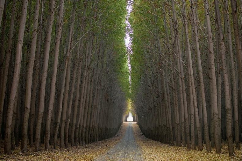 Cómo es una pintoresca granja forestal en Oregón