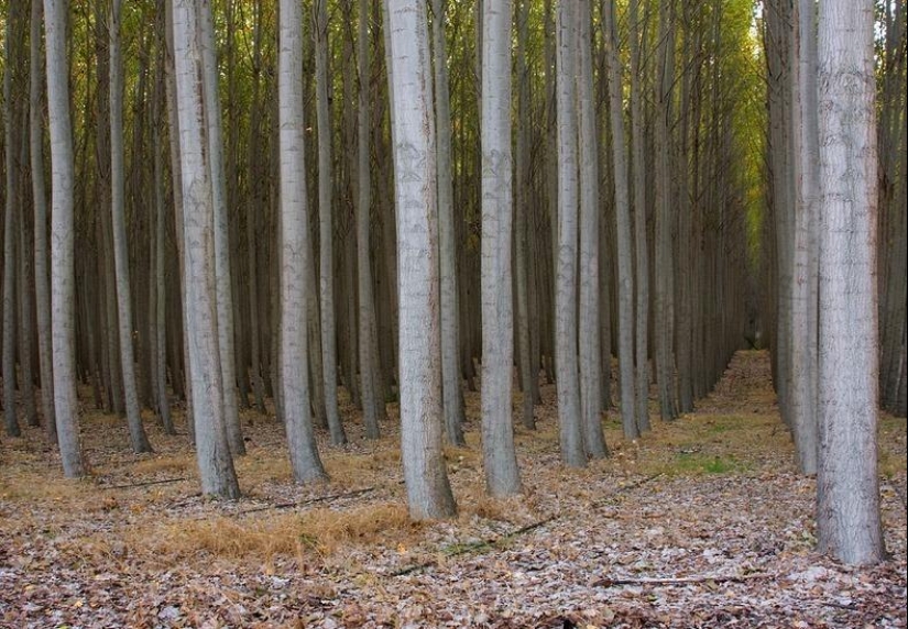 Cómo es una pintoresca granja forestal en Oregón