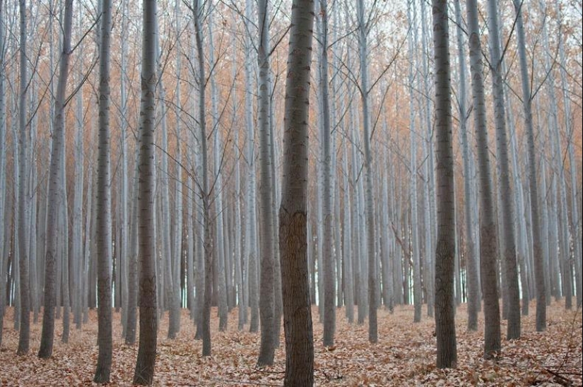 Cómo es una pintoresca granja forestal en Oregón