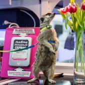 Cómo la suricata Grisha encontró su amor