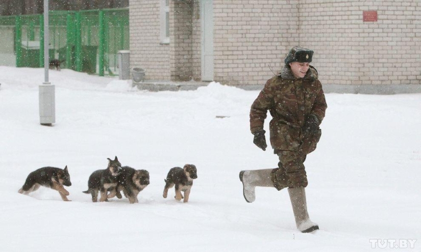 Cómo los cachorros se convierten en guardias fronterizos