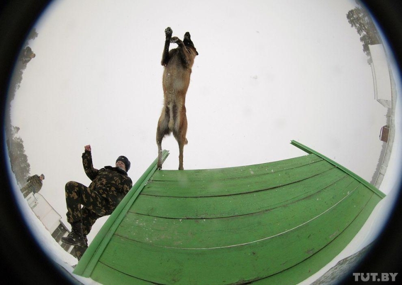 Cómo los cachorros se convierten en guardias fronterizos