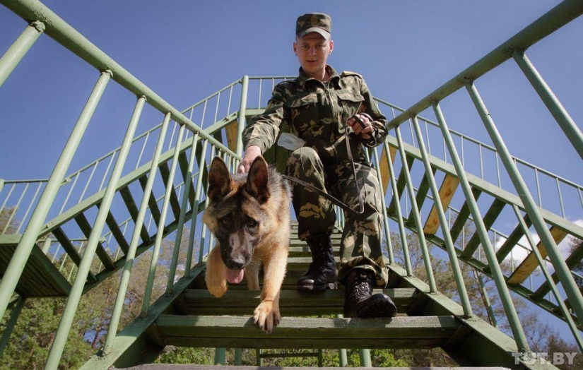 Cómo los cachorros se convierten en guardias fronterizos