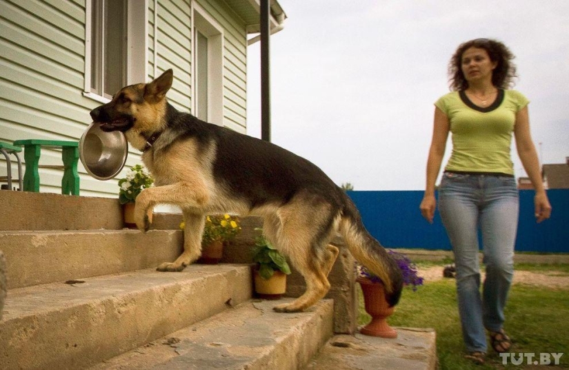Cómo los cachorros se convierten en guardias fronterizos