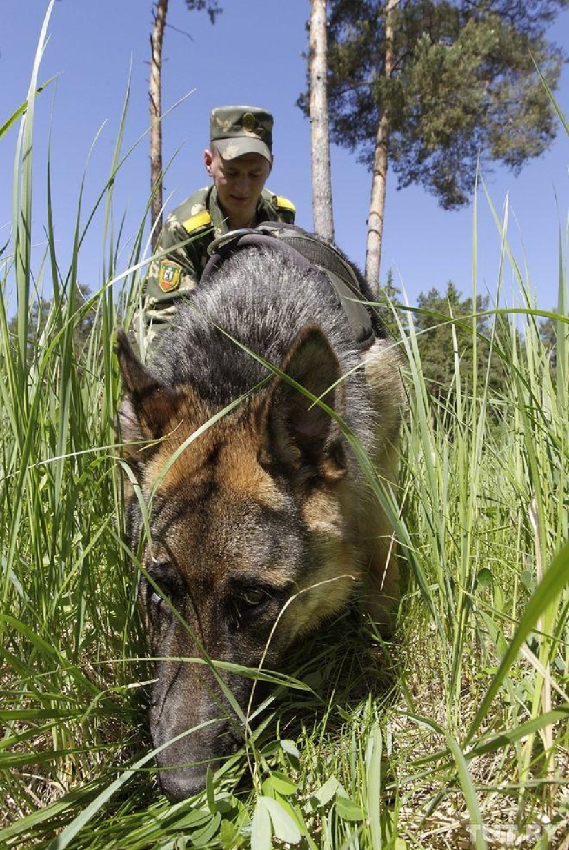 Cómo los cachorros se convierten en guardias fronterizos