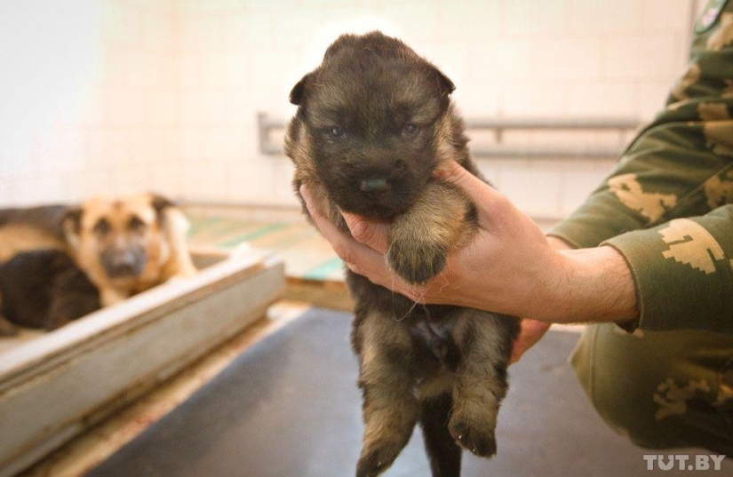 Cómo los cachorros se convierten en guardias fronterizos