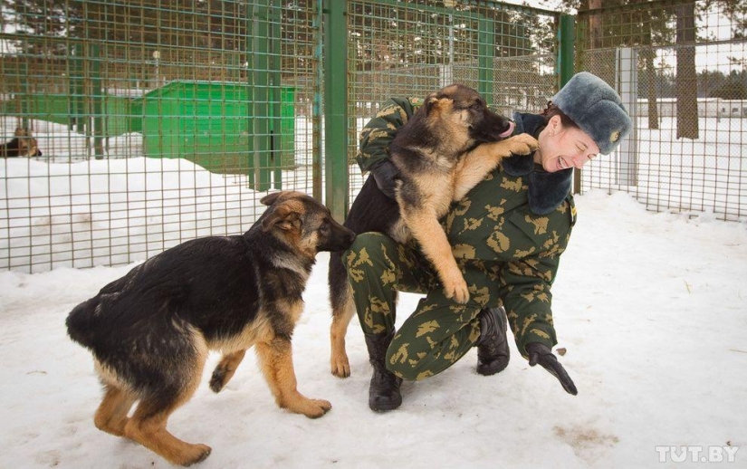 Cómo los cachorros se convierten en guardias fronterizos