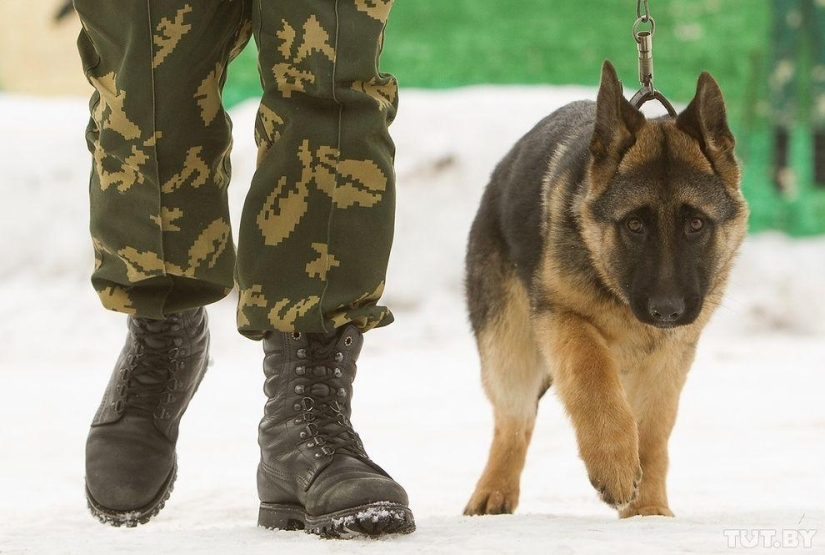 Cómo los cachorros se convierten en guardias fronterizos