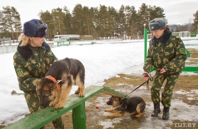 Cómo los cachorros se convierten en guardias fronterizos