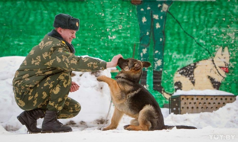 Cómo los cachorros se convierten en guardias fronterizos