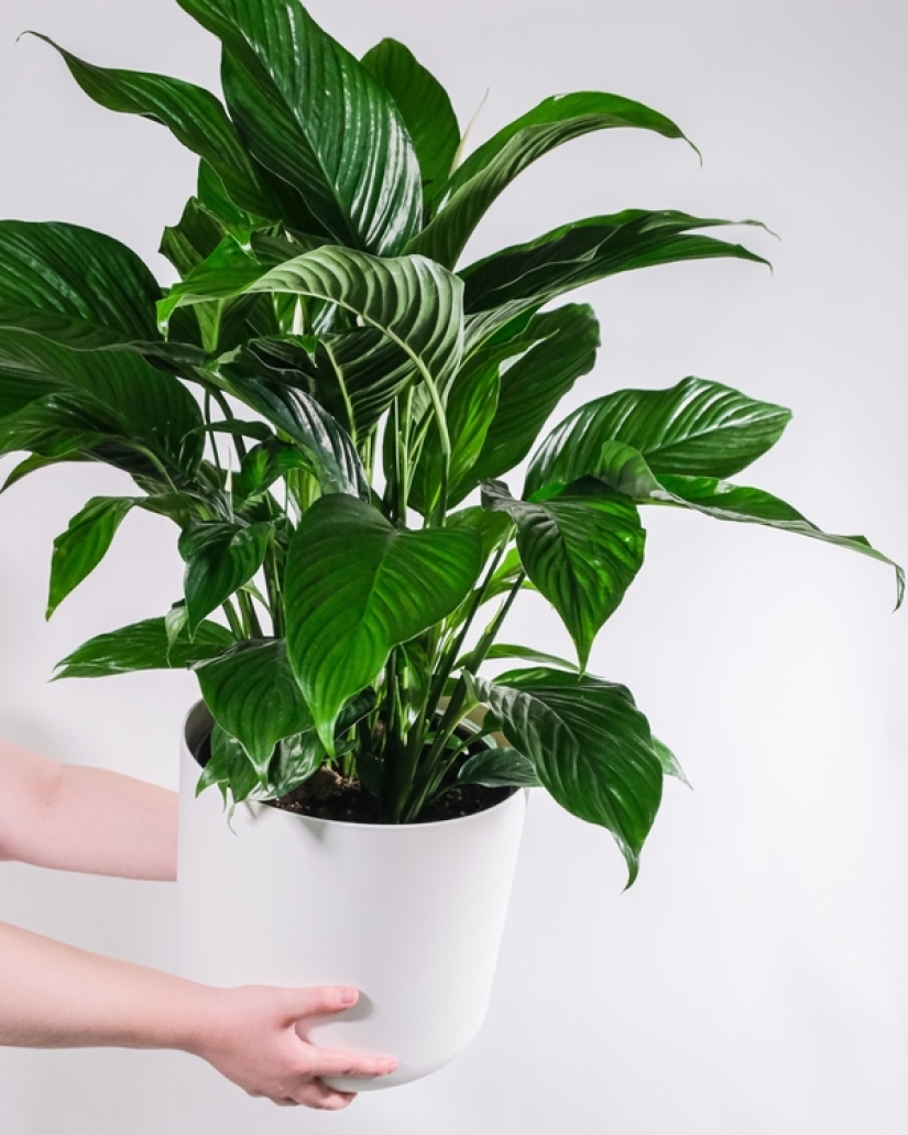 Cómo reducir la humedad en la casa: 4 plantas que ayudarán a sobrellevarla