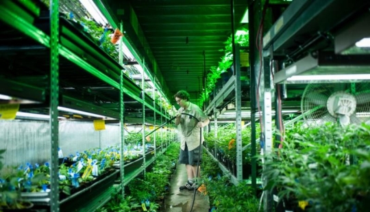 Cómo se cultiva el cannabis legalmente en Colorado