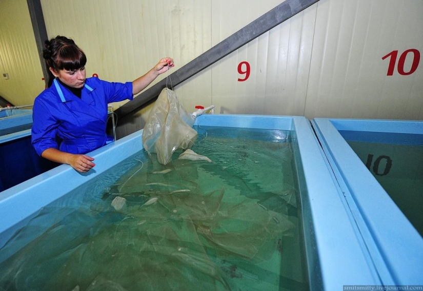 Cómo se cultiva el trepang del Lejano Oriente en Primorie
