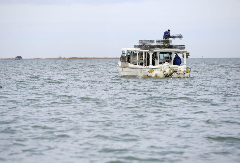 Cómo se cultivan las ostras en las granjas de la bahía de Chesapeake