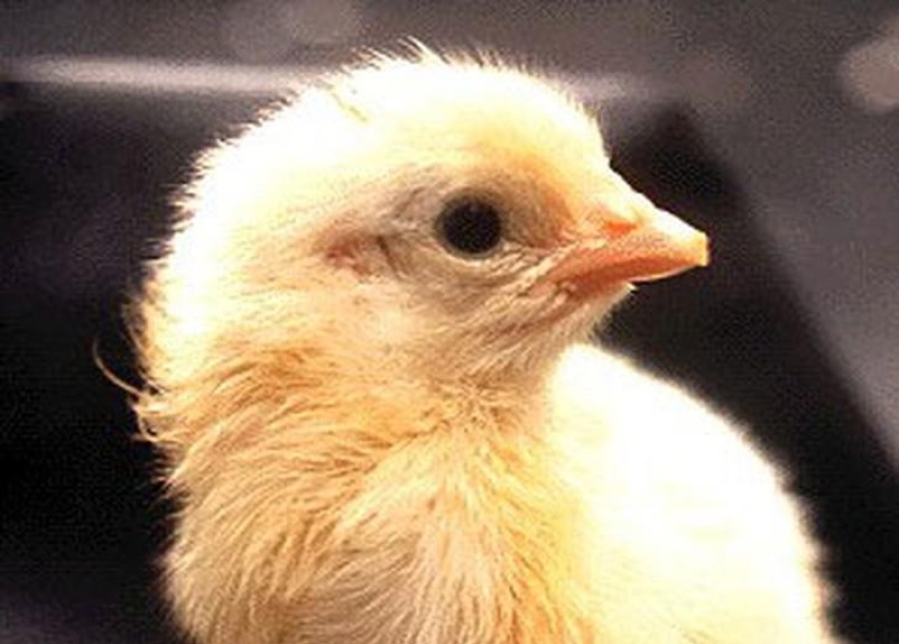 Cómo se desarrolla un pollo a partir de un huevo.