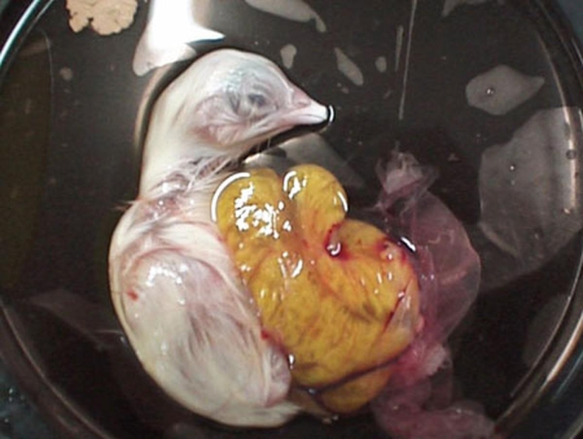 Cómo se desarrolla un pollo a partir de un huevo.