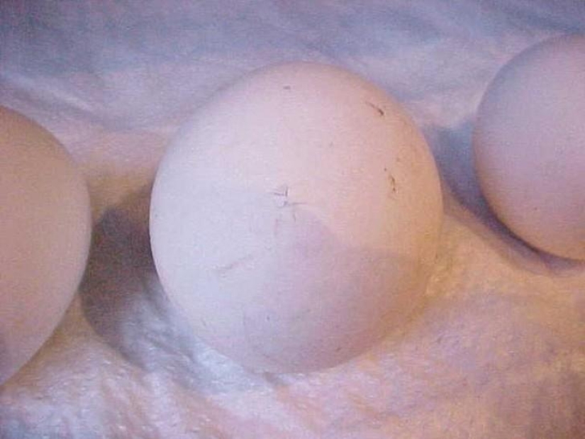 Cómo se desarrolla un pollo a partir de un huevo.