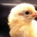 Cómo se desarrolla un pollo a partir de un huevo. Cómo se desarrolla un pollo a partir de un huevo.
