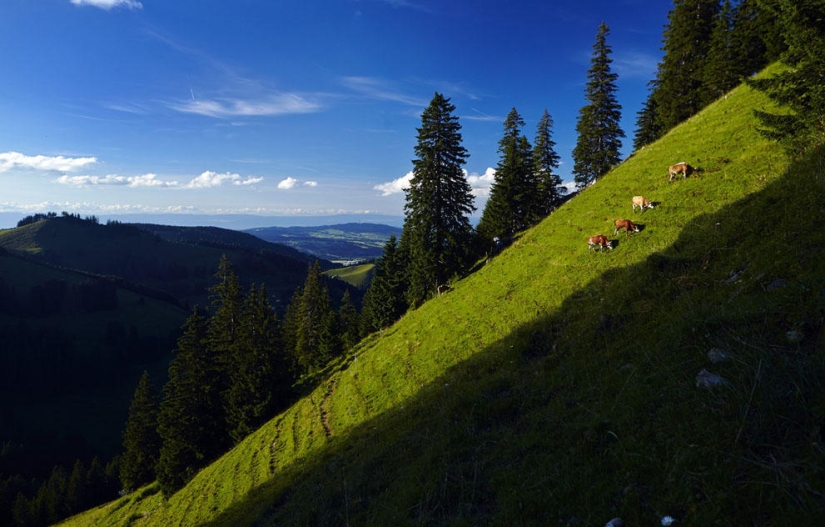 Cómo se hace el queso suizo