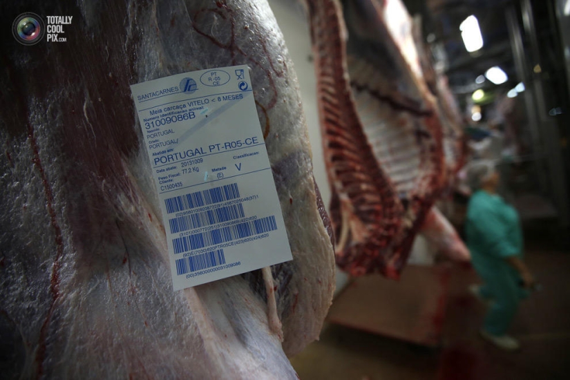 Cómo se hace la carne que comemos