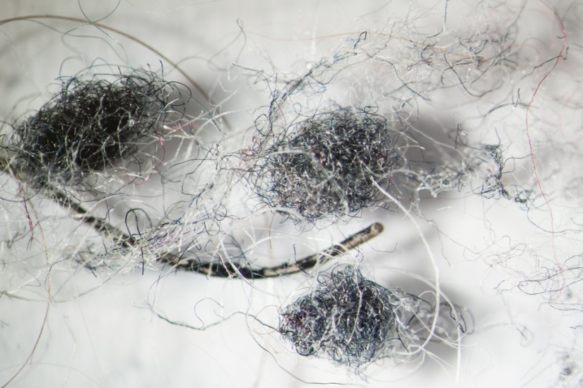¿Cómo se ve el polvo de su hogar bajo un microscopio?