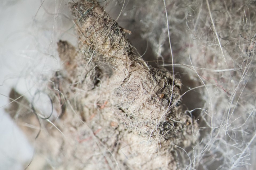 ¿Cómo se ve el polvo de su hogar bajo un microscopio?