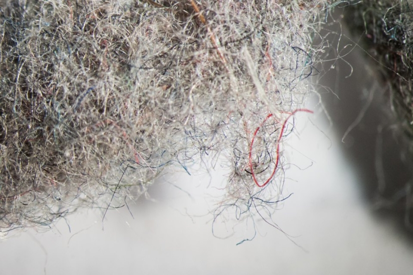 ¿Cómo se ve el polvo de su hogar bajo un microscopio?