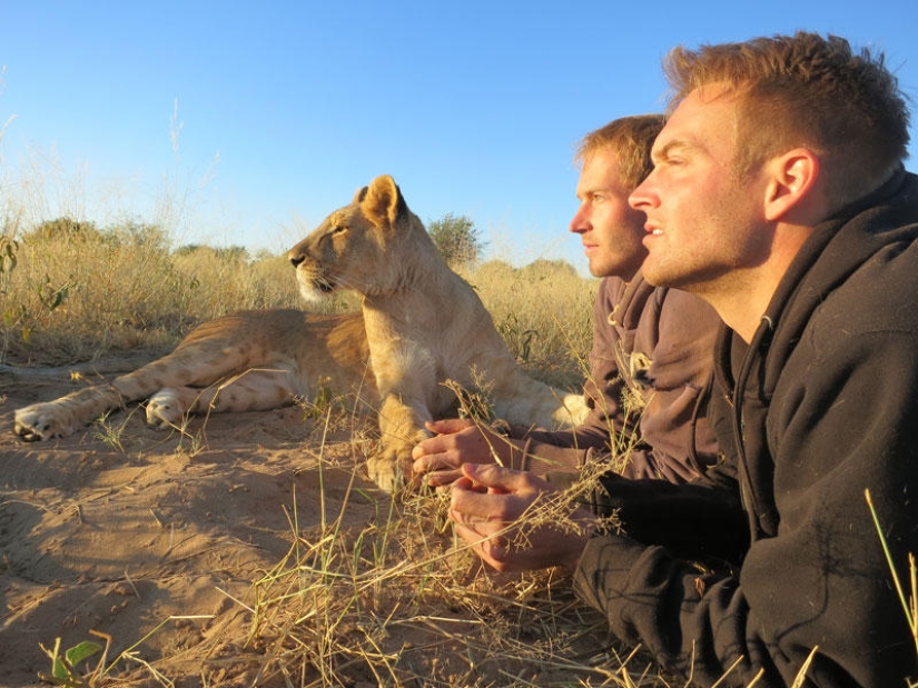 Cómo viví con leones en Botswana