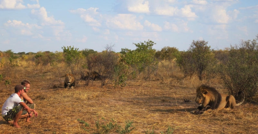 Cómo viví con leones en Botswana