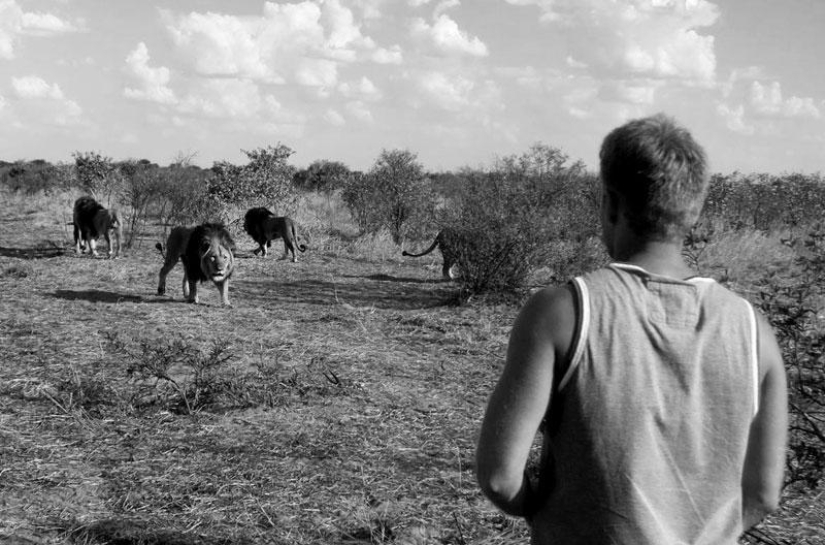 Cómo viví con leones en Botswana