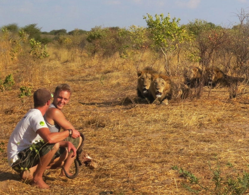 Cómo viví con leones en Botswana