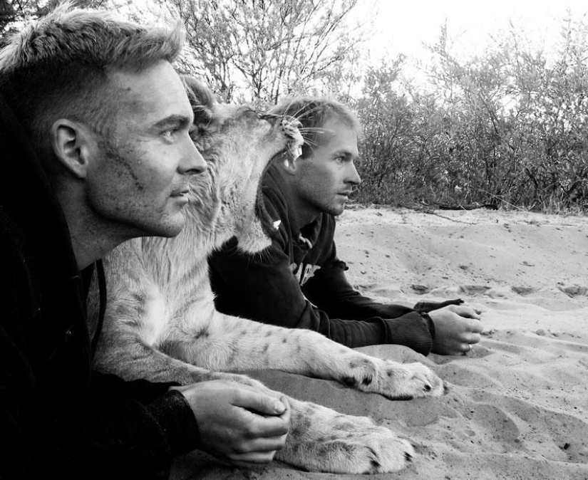 Cómo viví con leones en Botswana