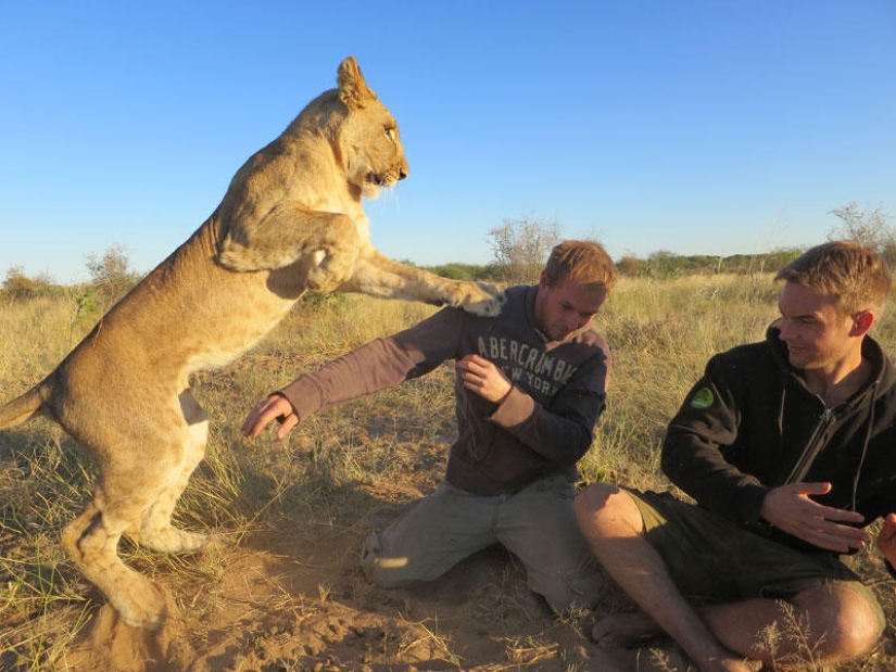 Cómo viví con leones en Botswana