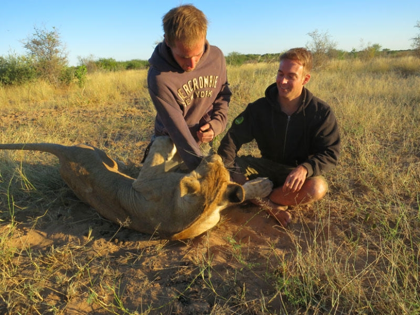 Cómo viví con leones en Botswana