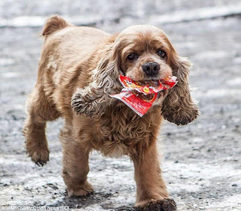 Cocker Spaniel que ama el dinero Cocker Spaniel que ama el dinero
