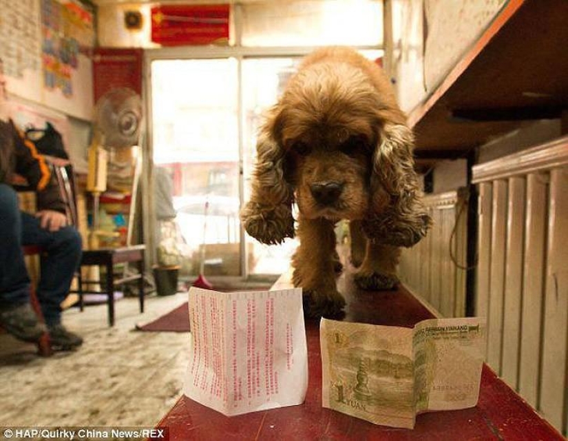 Cocker Spaniel que ama el dinero Cocker Spaniel que ama el dinero
